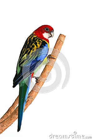 Eastern Rosella Parrot bird Stock Photo