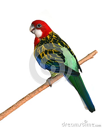 Eastern Rosella Parrot bird Stock Photo