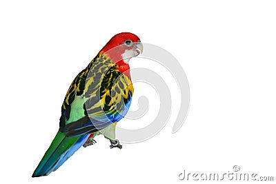 Eastern Rosella Parrot bird Stock Photo