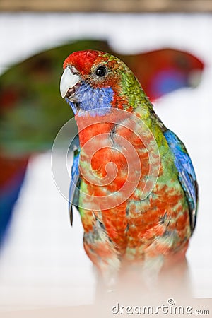 The Eastern Rosella (Platycercus eximius) Stock Photo