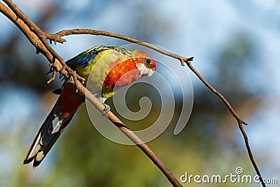 Eastern rosella - Platycercus eximius is a rosella native to southeast of the Australian continent and to Tasmania, introduced to Stock Photo
