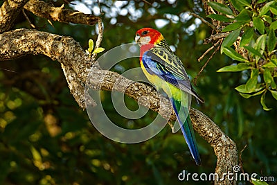 Eastern rosella - Platycercus eximius is a rosella native to southeast of the Australian continent and to Tasmania, introduced to Stock Photo
