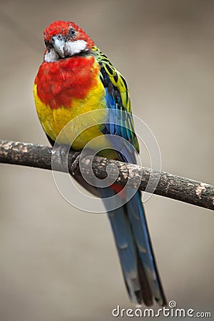 Eastern rosella Platycercus eximius. Stock Photo