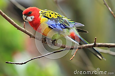 Eastern rosella Stock Photo