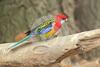 Eastern rosella Stock Photo