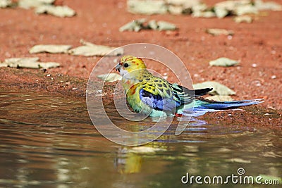 Eastern Rosella Stock Photo