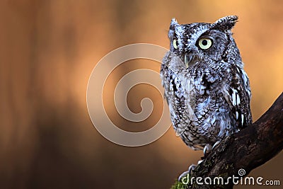 Eastern Screech Owl Stock Photo