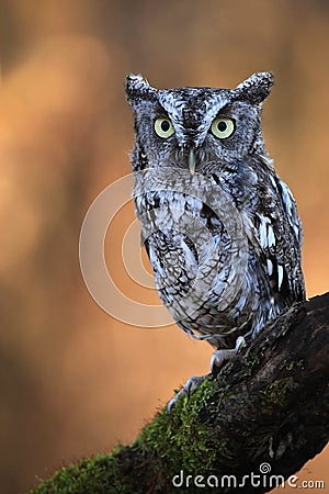 Eastern Screech Owl Stock Photo