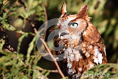 Eastern Screech Owl Stock Photo