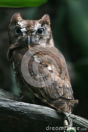 Eastern Screech Owl Stock Photo