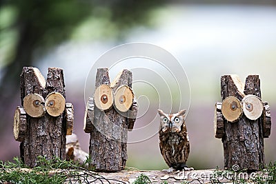 Eastern Screech Owl Stock Photo