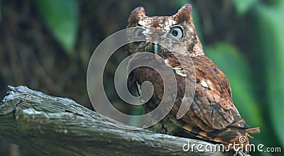 Eastern Screech Owl Angry Stock Photo