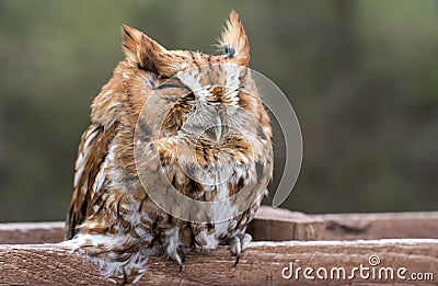 Eastern Screech Owl asleep on fence post, Georgia USA Stock Photo