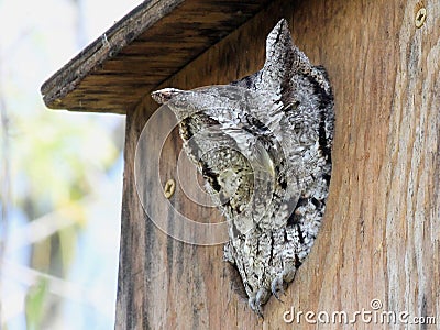 Eastern Screech-owl in Birdhouse Stock Photo