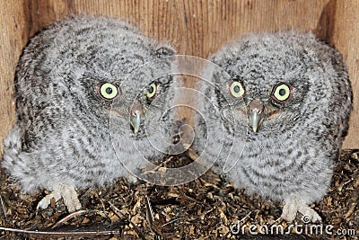 Eastern Screech-Owl Chicks Stock Photo