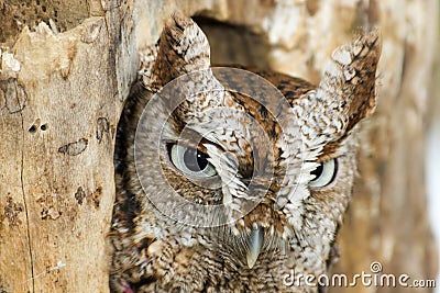 Eastern Screech Owl Closeup Stock Photo