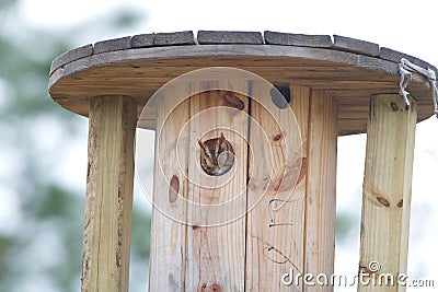 Eastern screech owl female sticking head out of industrial spool nest box Stock Photo