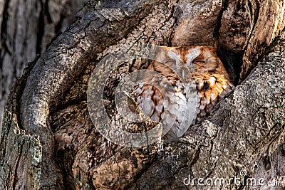 Eastern Screech Owl rufous morph Stock Photo