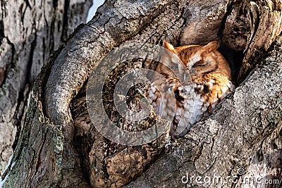 Eastern Screech Owl rufous morph Stock Photo