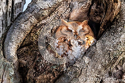 Eastern Screech Owl rufous morph Stock Photo