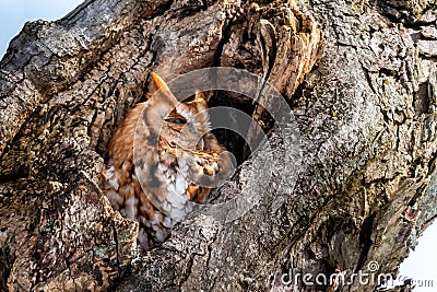 Eastern Screech Owl rufous morph Stock Photo