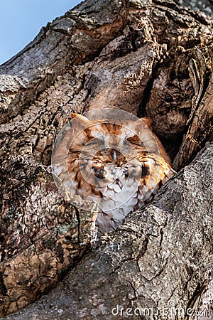 Eastern Screech Owl rufous morph Stock Photo