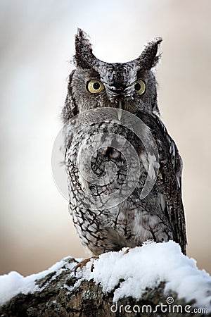 Eastern Screech Owl & Snow Stock Photo