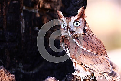 Eastern Screech Owl Talking Stock Photo