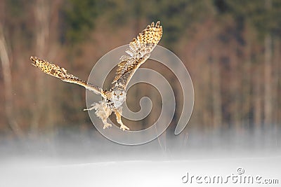 Eastern Siberian Eagle Owl flying in winter. Beautiful owl from Russia flying over snowy field. Winter scene with majestic rare ow Stock Photo