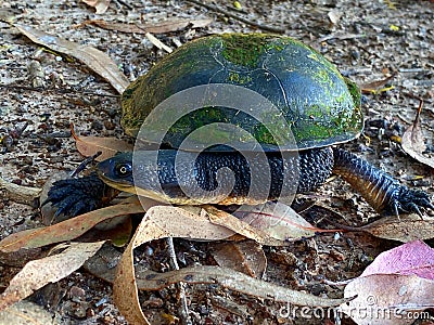 Eastern Snake-necked Turtle Stock Photo