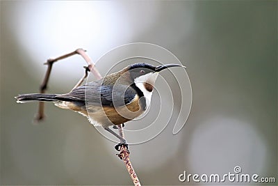 Eastern Spinebill, Australian native bird Stock Photo