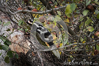 Eastern Spotted Skunk Spilogale putorius Climbs Up Apple Tree Stock Photo