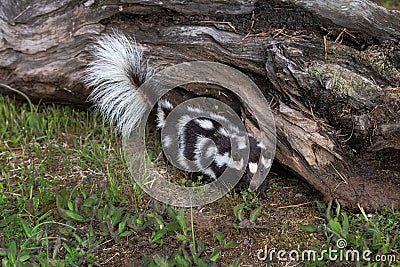 Eastern Spotted Skunk Spilogale putorius Walks Forward Next to Log Summer Stock Photo