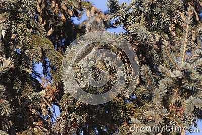 Eastern squirrel hidden in the tree crown Stock Photo