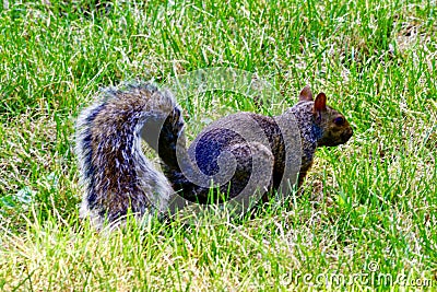 An Eastern Squirrel #2 Stock Photo