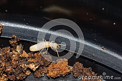 Eastern Subterranean Termite - Reticulitermes flavipes Stock Photo