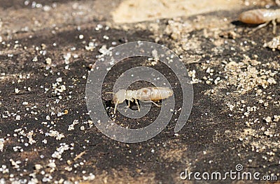 eastern subterranean termite - Reticulitermes flavipes - the most common termite found in North America and are the most Stock Photo