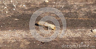 eastern subterranean termite - Reticulitermes flavipes - the most common termite found in North America and are the most Stock Photo