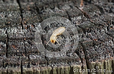 eastern subterranean termite - Reticulitermes flavipes - the most common termite found in North America and are the most Stock Photo