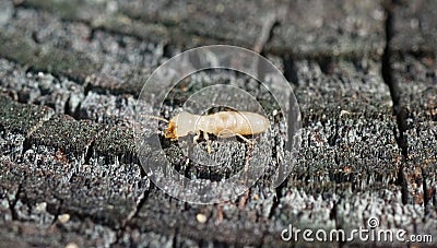 eastern subterranean termite - Reticulitermes flavipes - the most common termite found in North America and are the most Stock Photo