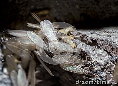 Eastern subterranean termites, Winged termites, Reticulitermes flavipes Stock Photo