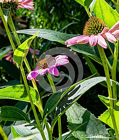 The Eastern tailed blue butterfly Cupido comyntas butterfly on coneflower Stock Photo