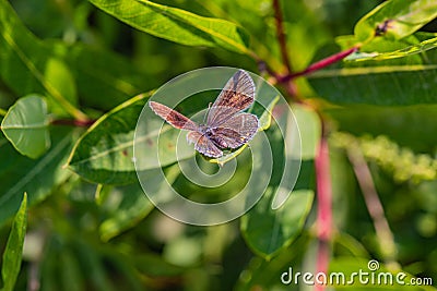 Eastern tailed blue butterfly, Cupido comyntas, on green plant Stock Photo