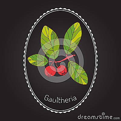 Eastern teaberry Vector Illustration