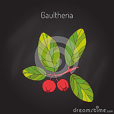 Eastern teaberry Vector Illustration