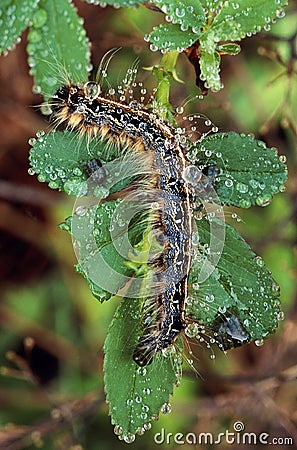 Eastern tent caterpillar (Malacosoma americanum) Stock Photo