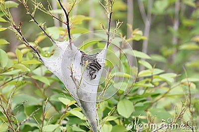 Eastern tent Caterpillar Malacosoma americanum Stock Photo