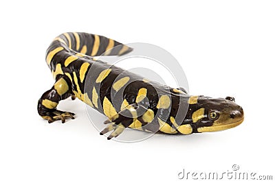 Eastern Tiger Salamander Stock Photo