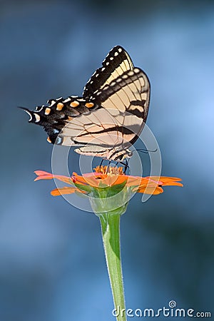 Eastern Tiger Swallowtail Stock Photo