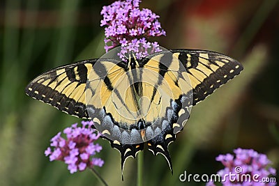 Eastern Tiger Swallowtail Stock Photo